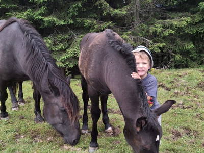 Bild 68 aus  Pferdehof Oberegg
