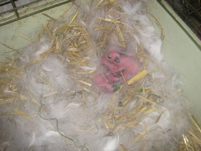 Bild 26 aus  Denggalahof