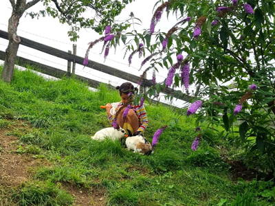 Bild 187 aus  Ferienwohnungen Perhofer