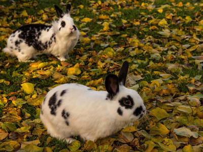 Bild 33 aus  Gästehaus Familie Trachsler