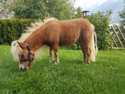 Bild 25 aus  Marteshof