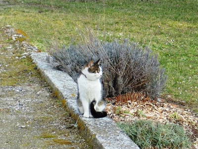 Bild 15 aus  Schmankerl und Gast Heiderer