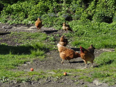 Bild 38 aus  Starbauer