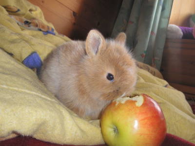 Bild 53 aus  Bauernhof Wachtlerhof