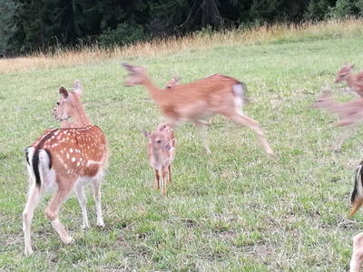 Bild 31 aus  Gladerhof