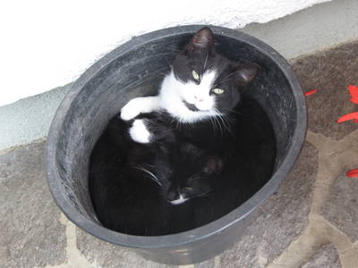 Bild 23 aus  Pirkerhof