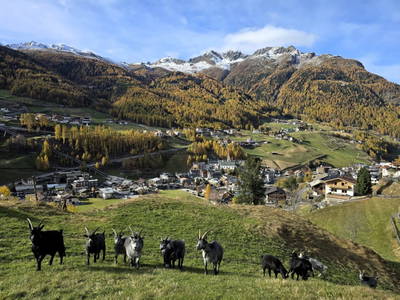 Bild 188 aus  Granbichlhof