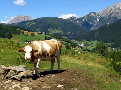 Bild 77 aus  Stembergerhof