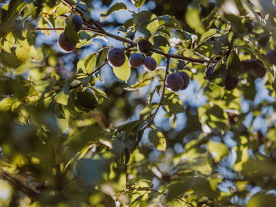 Bild 91 aus  Hofstatt Salzburg Ferienhaus 