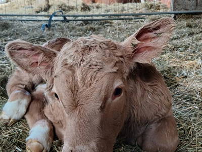 Bild 51 aus  Bio-Bauernhof Vordergschwandtgut