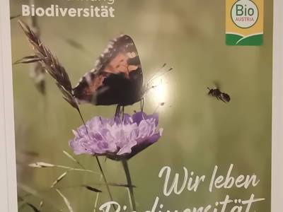 Bild 17 aus  Mosergut