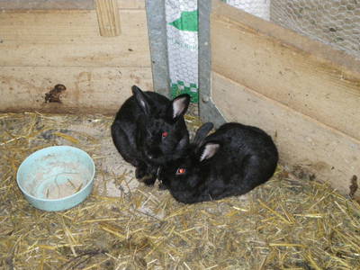 Bild 28 aus  Rußbachbauer