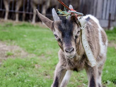 Bild 6 aus  Ferienhaus Gegg vlg. Pauritschmichl
