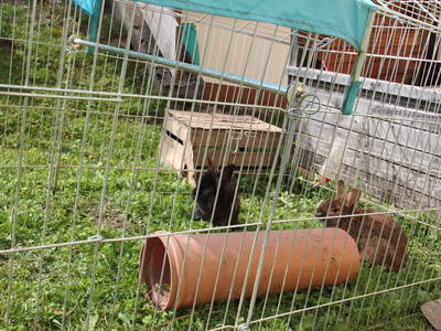 Bild 143 aus  Rimmlhof & Rimmlstube