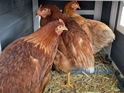 Bild 34 aus  Chalet Mittner Wirt