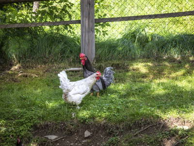 Bild 93 aus  Mittergasteg