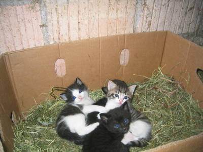 Bild 30 aus  Hof Lässer