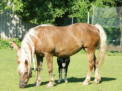 Bild 37 aus  Privatzimmer Würger