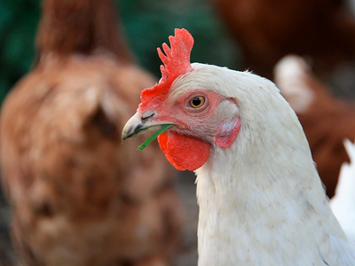 Bild 18 aus  Reicharthof