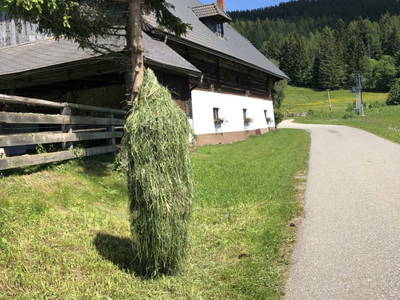 Bild 107 aus  Grossa Hütten