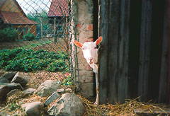 Gast auf dem Bauernhof - Bild 1