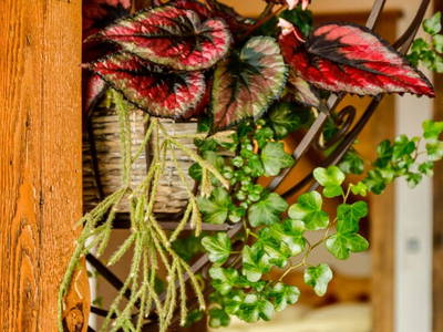 Bild 52 aus  Wohlfühloase Koglerhof