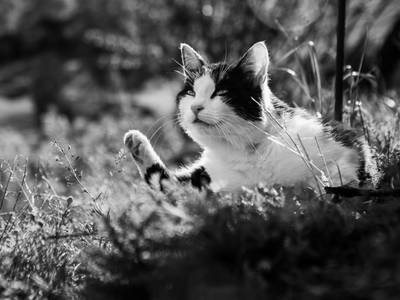 Bild 45 aus  Hofquartier Retzmoar