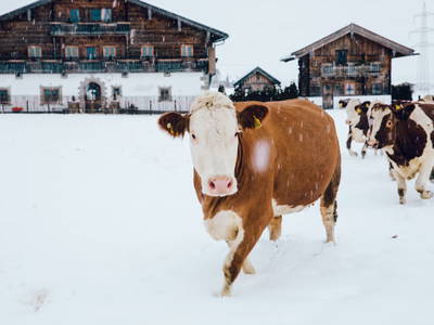 Bild 62 aus  Chalet Steinerner Meerblick