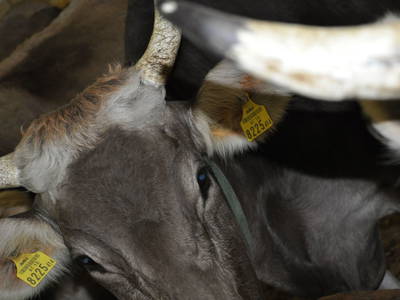 Bild 18 aus  Mühlehof Ennemoser