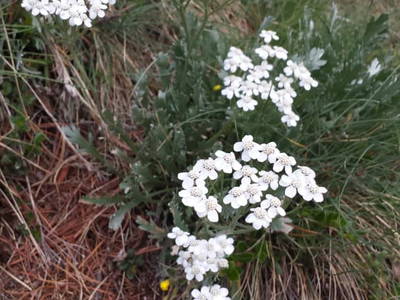 Bild 18 aus  Hanslerhütte