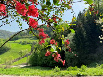 Bild 3 aus  Gsangerer