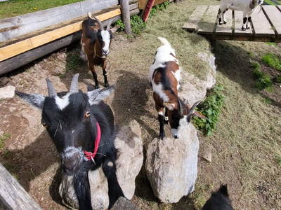 Bild 39 aus Ferienhof Obertenn