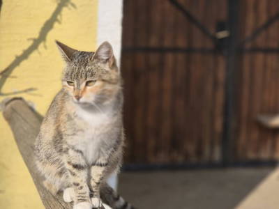 Bild 29 aus  Essleggerhof