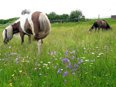 Bild 21 aus  Ferienhaus Plessberg