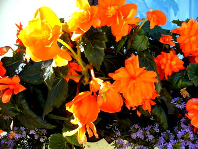 Bild 18 aus Bio Bauernhof - Haim - Schnepfleitner
