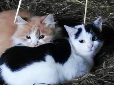 Bild 115 aus  Pölzlhof