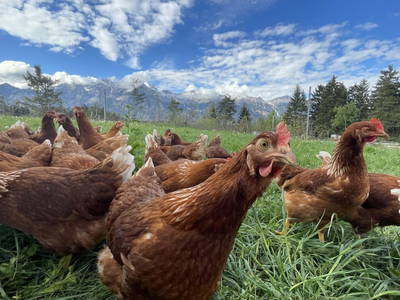 Bild 33 aus  Pechhof