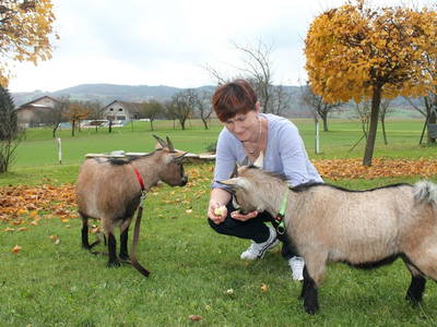 Bild 47 aus  Postl's Hirschbirnhof