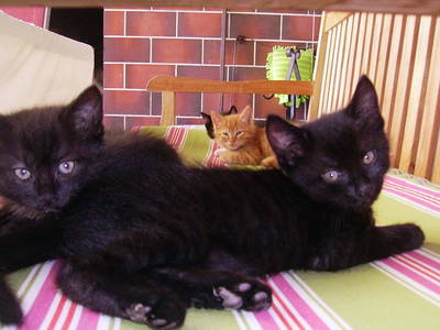 Bild 76 aus  Vitalhof Roithinger