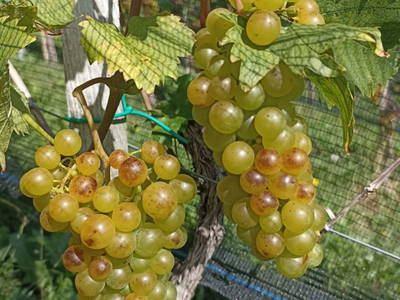 Bild 70 aus  Weingut Stoff