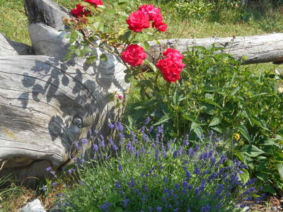 Bild 93 aus  Tobadillerhof Kinderbauernhof Pitztal Tirol