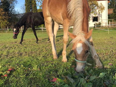 Bild 31 aus  Ferienwohnungen Ranstl