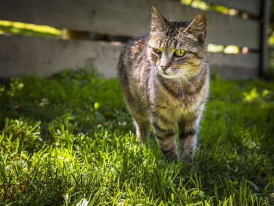 Bild 54 aus  Kropflehen