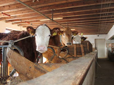 Bild 12 aus  Oberköbenhof