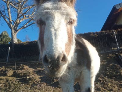 Bild 35 aus  Kollmannbauer