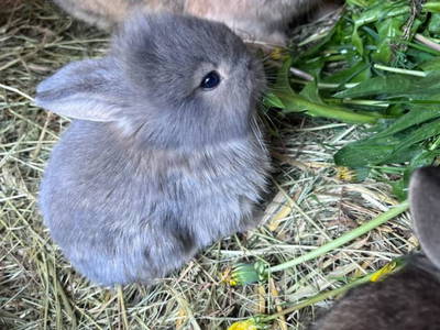 Bild 23 aus  Bio-Bergbauernhof Möslhof