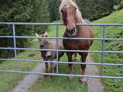 Bild 93 aus  Hartlgut