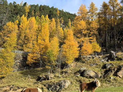 Bild 184 aus  Granbichlhof