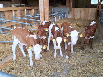 Bild 11 aus  Voithof