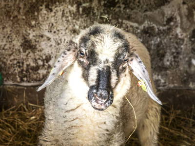 Bild 95 aus  Maierlehen